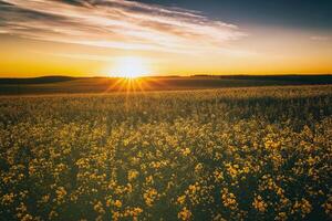 agrícola floración colza campo a puesta de sol. estética de Clásico película. foto