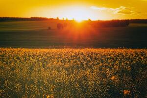 agrícola floración colza campo a puesta de sol. estética de Clásico película. foto