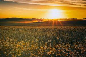 agrícola floración colza campo a puesta de sol. estética de Clásico película. foto