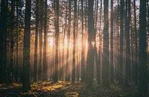 rayos de sol esclarecedor el bañador de pino arboles a puesta de sol o amanecer en un temprano invierno pino bosque. estética de Clásico película. foto