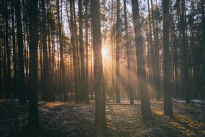 Sunbeams illuminating the trunks of pine trees at sunset or sunrise in an early winter pine forest. Aesthetics of vintage film. photo