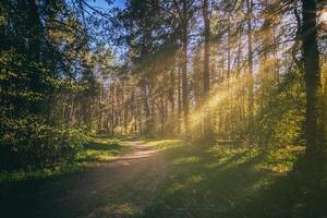 Sunbeams streaming through the pine trees and illuminating the young foliage on the bushes in the pine forest in spring. Vintage film aesthetic. photo