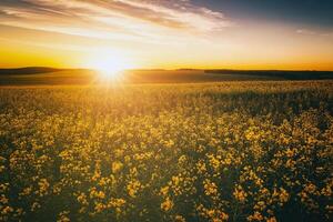 agrícola floración colza campo a puesta de sol. estética de Clásico película. foto