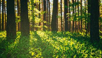 Sunset or dawn in a pine forest in spring or early summer. The sun among the trunks of pines. Aesthetics of vintage film. photo