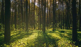 Sunset or dawn in a pine forest in spring or early summer. The sun among the trunks of pines. Aesthetics of vintage film. photo