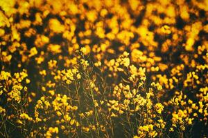 Rapeseed flowers illuminated by sunlight. Aesthetics of vintage film. photo