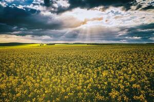 The sun breaking through storm clouds in a flowering rapeseed field. Aesthetics of vintage film. photo