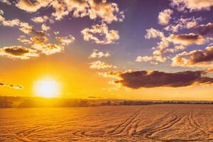 parte superior ver de un puesta de sol o amanecer en un agrícola campo con orejas de joven dorado centeno con un nublado cielo. estética de Clásico película. foto