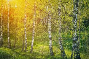 Birches with young leaves lit by sunlight in spring or summer. Aesthetics of vintage film. photo