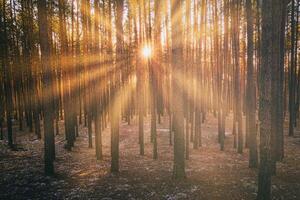 Sunbeams illuminating the trunks of pine trees at sunset or sunrise in an early winter pine forest. Aesthetics of vintage film. photo