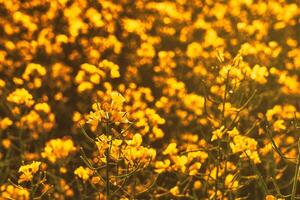 colza flores iluminado por luz de sol. estética de Clásico película. foto