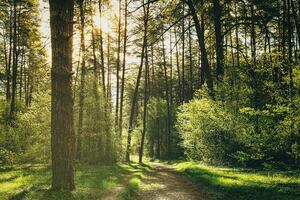 Sunset or dawn in a pine forest in spring or early summer. The sun illuminating the young spring foliage. Aesthetics of vintage film. photo