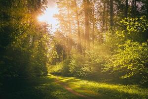 Sunbeams streaming through the pine trees and illuminating the young foliage on the bushes in the pine forest in spring. Vintage film aesthetic. photo