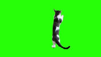 Meme Cat Doing Wing Chun Movements Green Screen video