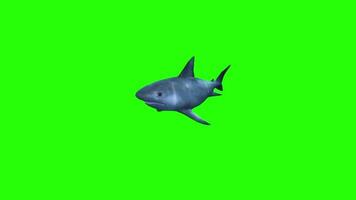animação megalodon Tubarão verde tela video