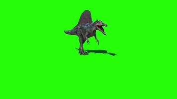 Dinosaurs walking Green Screen video