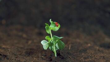 Ladybug Crawling On Leaf. Macrocosm In Wild. Organic Pest Control And Organic Pesticide. Macro shot. video