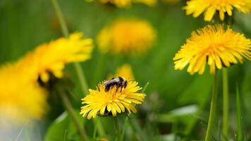 lento movimento di un' bombo quale raccoglie nettare su un' dente di leone fiore poi mosche lontano video