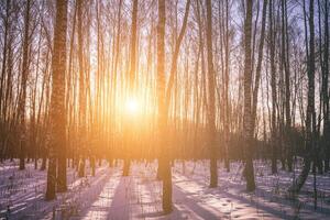 Sunset or sunrise in a birch grove with winter snow. Rows of birch trunks with the sun's rays. Vintage camera film aesthetic. photo