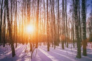 Sunset or sunrise in a birch grove with winter snow. Rows of birch trunks with the sun's rays. Vintage camera film aesthetic. photo