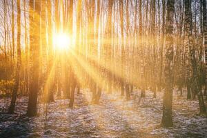 el del sol rayos rotura mediante el bañador de abedules y el último no derretirse nieve en un abedul bosque en primavera. Clásico cámara película estético. foto