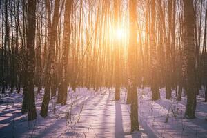 puesta de sol o amanecer en un abedul arboleda con invierno nieve. filas de abedul bañador con el del sol rayos Clásico cámara película estético. foto