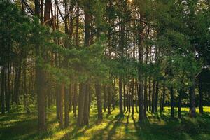 Sunset or dawn in a pine forest in spring or early summer. Aesthetics of vintage film. photo