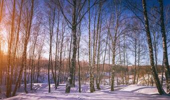 Sunset or sunrise in a birch grove with winter snow. Rows of birch trunks with the sun's rays. Vintage camera film aesthetic. photo