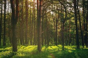 Sunset or dawn in a pine forest in spring or early summer. Aesthetics of vintage film. photo