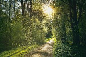 puesta de sol o amanecer en un pino bosque en primavera o temprano verano. el Dom esclarecedor el joven primavera follaje. estética de Clásico película. foto