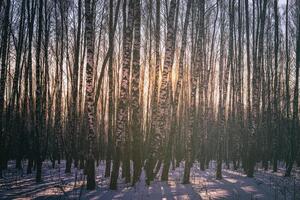 puesta de sol o amanecer en un abedul arboleda con invierno nieve. filas de abedul bañador con el del sol rayos Clásico cámara película estético. foto