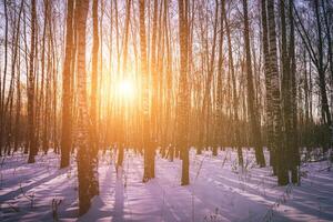 Sunset or sunrise in a birch grove with winter snow. Rows of birch trunks with the sun's rays. Vintage camera film aesthetic. photo