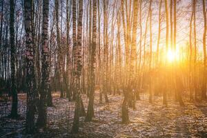 The sun's rays breaking through the trunks of birches and the last non-melting snow in a birch forest in spring. Vintage camera film aesthetic. photo