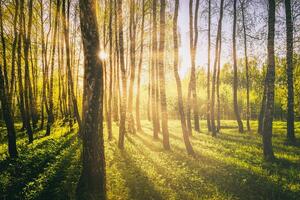 Sunset or sunrise in a spring birch forest with bright young foliage glowing in the rays of the sun. Vintage film aesthetic. photo