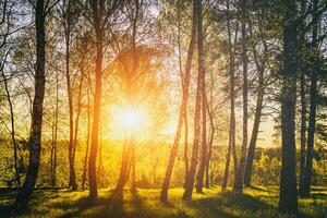 puesta de sol o amanecer en un primavera abedul bosque con brillante joven follaje brillante en el rayos de el Dom. Clásico película estético. foto