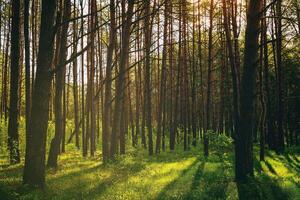 Sunset or dawn in a pine forest in spring or early summer. Aesthetics of vintage film. photo