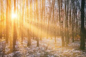 The sun's rays breaking through the trunks of birches and the last non-melting snow in a birch forest in spring. Vintage camera film aesthetic. photo