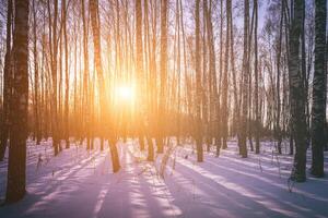 Sunset or sunrise in a birch grove with winter snow. Rows of birch trunks with the sun's rays. Vintage camera film aesthetic. photo