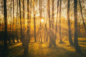 puesta de sol o amanecer en un primavera abedul bosque con brillante joven follaje brillante en el rayos de el Dom. Clásico película estético. foto