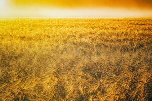 Golden ears of rye, illuminated by the sun and covered with dew at dawn. Aesthetics of vintage film. photo