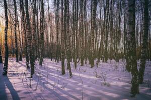 Sunset or sunrise in a birch grove with winter snow. Rows of birch trunks with the sun's rays. Vintage camera film aesthetic. photo