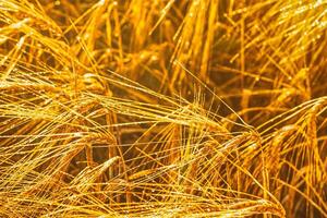 Golden ears of rye, illuminated by the sun and covered with dew at dawn. Aesthetics of vintage film. photo