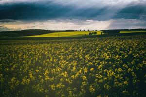 Sunbeams breaking through the clouds in a rapeseed field. Aesthetics of vintage film. photo