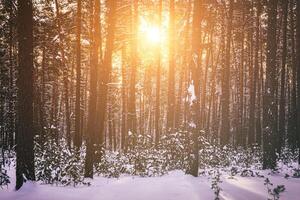 Sunset or sunrise in the winter pine forest covered with a snow. Rows of pine trunks with the sun's rays. Vintage film aesthetic. photo