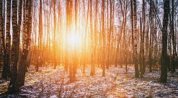 The sun's rays breaking through the trunks of birches and the last non-melting snow in a birch forest in spring. Vintage camera film aesthetic. photo