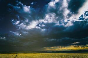 An approaching thunderstorm in a flowering rapeseed field. Aesthetics of vintage film. photo