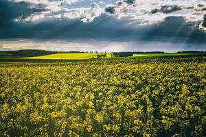 Sunbeams breaking through the clouds in a rapeseed field. Aesthetics of vintage film. photo