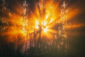 Sunrise with sunrays cutting through trees in fog in autumn. Aesthetics of vintage film. photo