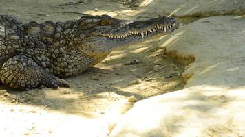 Crocodile or alligator sunbathing video