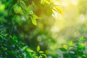 Sunny abstract green nature background selective focus photo